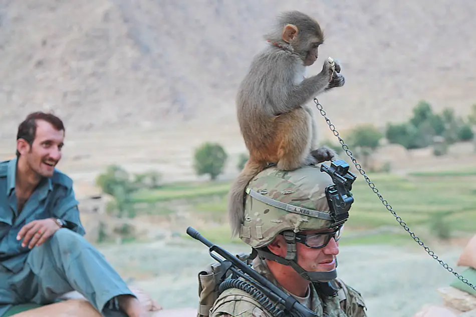 monkey-afghanistan.jpg
