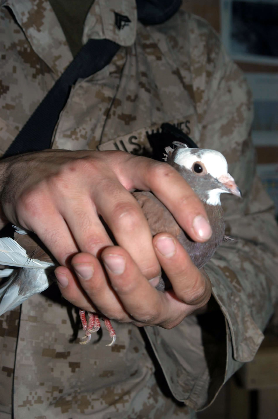 Military Photos Captured Iraqi Pigeon